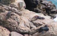 Albums/20060200-New Zealand 2006/20060313-Catlins/68